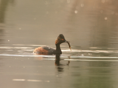 Vanmorgen mijn eerste geoorde fuutjes kunnen fotograferen. Ze waren vrij schuw maar na enige tijd kwamen ze toch dichterbij.
Ze vingen het ene visje na het andere. Volgens mij heeft deze een flinke 10-doornige stekelbaars in de greep.