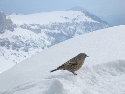 Na al een geruime tijd dagelijks alle foto's te bekijken,
nu dan ook mijn eerste foto op Birdpix...