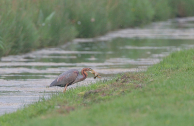 Na een ochtend OVP in de middag ook maar eens op de purperreiger stek mijn geluk beproefd. Het viel echter niet mee. Matig licht maar wel erg warm. Gekscherend werd er nog gezegd dat invliegende reigers nu eigenlijk niet meer konden en dat we op zoek moesten na fouragerende reigers. Met wat standaard foto's huiswaarts gekeerd toen ik een paar dorpen verder deze reiger zag staan. helaas wat ver en met nog slechter licht maar wel met vis (karpertje?)