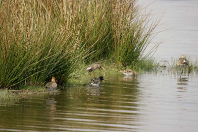 Hier heb je vijf vogels en vier soorten op een rij, de foto is mischien niet moeders mooiste maar ik vind het wel grappig dat er vier verschillende bij elkaar zitten,,,