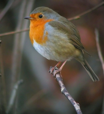 <i class='fa fa-user'></i> The Rocker | Roodborst  <i class='fa fa-eye'> 574</i>  <i class='fa fa-thumbs-up'> 2</i>   <i class='fa fa-comment-o'> 7</i>