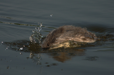 Het valt niet mee om het futenbestand van Birdpix te verrijken.
Wellicht doet deze jonge fuut een poging daartoe.
Vroeg in de avond nog even een kijkje onder de waterspiegel.