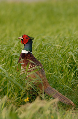 Deze haan liep met een zeer arrogante blik weg