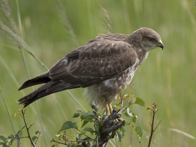 <i class='fa fa-user'></i> Wim de Groot | Buizerd  <i class='fa fa-eye'> 381</i>   <i class='fa fa-comment-o'> 1</i>