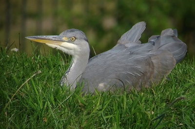 <i class='fa fa-user'></i> Marcel van der Tol | Blauwe Reiger  <i class='fa fa-eye'> 198</i>   <i class='fa fa-comment-o'> 4</i>