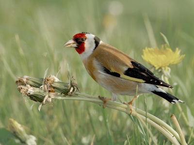 Zoals ik bij mijn vorige foto al vertelde zaten er putters van paardebloemen smullen.