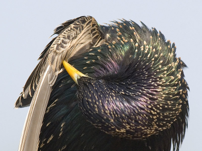 Terwijl ik bij dit mooie weer op een terrasje zat kwam deze spreeuw vlak bij me zitten. Als je goed kijkt is een alledaagse spreeuw toch best een mooie vogel. Nikon 300 AFS 400ASA 7.1 1/750 -1/3 stop