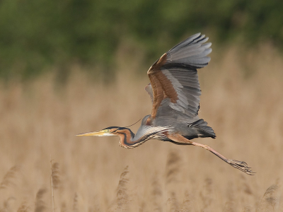 <i class='fa fa-user'></i> Wim de Groot | Purperreiger  <i class='fa fa-eye'> 297</i>   <i class='fa fa-comment-o'> 3</i>