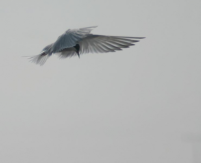 Zulke mooie vogels, die Visdiefjes. Deze foto is genomen met een verschrikkelijk hard tegenlicht. Voor het eerst wat zitten klungelen in Photoshop (elements 3.0 volgens mij een wat oudere versie van dit programma) Vind het een moeilijk programma om mee te werken, maar soms lukt het een beetje.