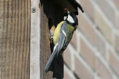 Bijzonder respect voor de fotograven valt niet mee om vogels mooi op de gevoelige plaat (chip) te krijgen. Wilde het uitvliegen vastleggen geen enkele scherp tot nu toe.
