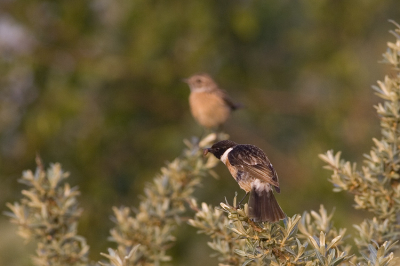 Het is een veel getoonde soort op Birdpix. Graag zoek ik altijd naar foto's die nog iets kunnen toevoegen op de reeds geplaatste plaatjes. Met deze bijdrage kom ik aardig in de buurt denk ik. 
Voor mij was het voor het eerst dat ik deze soort goed voor de lens kreeg. Ik heb ze al regelmatig gezien en toonde dan vol trots aan mijn vrouw een foto met een rood met zwarte stip in het groen en legde haar dan uit dat dat nou het mannetje roodborsttapuit was. Vorige week waren we samen aan het vogels kijken en toen ontdekten we dit koppeltje dat langs het pad goed bleef zitten. Vanochtend vroeg terug gegaan en gelukkig zaten ze er nog steeds en lieten zich goed fotograferen ondanks dat ik niet eens verdekt opgesteld stond.
Tja, ik ben inderdaad blij met deze foto.....