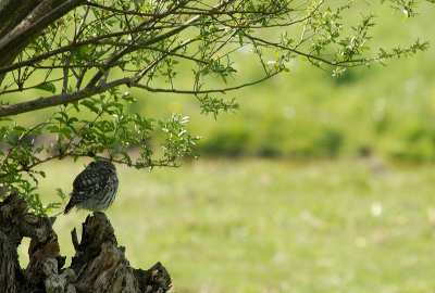 Met mijn 400mm toch wel ver weg maar mischien leuk als vogel in het landschap.