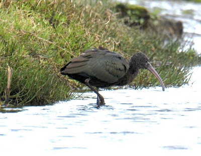 <i class='fa fa-user'></i> Henk Post | Zwarte Ibis  <i class='fa fa-eye'> 719</i>  <i class='fa fa-thumbs-up'> 2</i>   <i class='fa fa-comment-o'> 5</i>