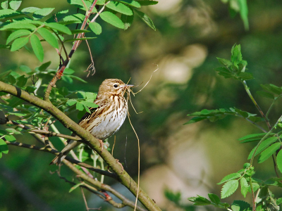 Boompieper met nestmateriaal.