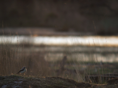 Naar aanleiding van de fotograferende vogelaar/vogelende fotograafdiscussie: een gedigiscoopte Tapuit in het Brabantse heidelandschap, een kwartiertje voor zonsondergang.