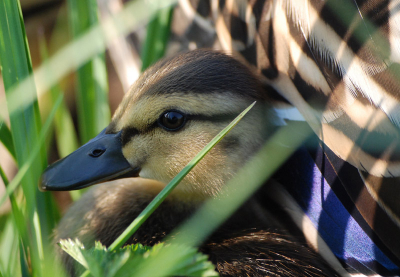 Veilig vanonder moeders rokken.
mijn eerste foto op Birdpix
