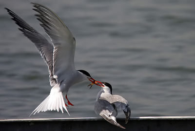 more images at http://www.pbase.com/danny_laredo/birds