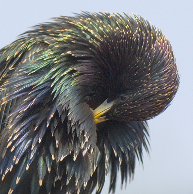 Weer de 'spiraalspreeuw'. Nu in een andere pose.
Nikon 300mm AFS 7,1 1/1500.