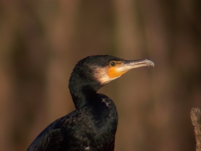 <i class='fa fa-user'></i> Marcel van der Tol | Aalscholver  <i class='fa fa-eye'> 437</i>  <i class='fa fa-thumbs-up'> 3</i>   <i class='fa fa-comment-o'> 1</i>