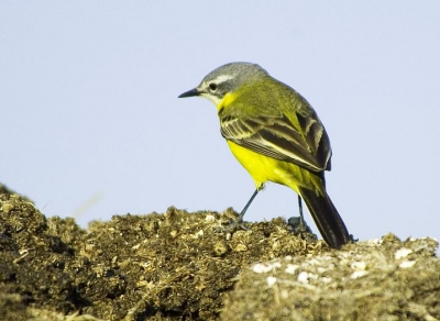 kwikstaart op mestbult waar veel voedsel was te vinden, moest de stank voor lief nemen