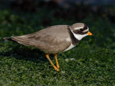 600mm mf, 1/400, F/8, ISO-110, statief.

Op de basaltblokken tussen het wier zit genoeg lekkers voor deze bontbek. Gelukkig was hij goed te benaderen, dit is 95% v.h. origineel.