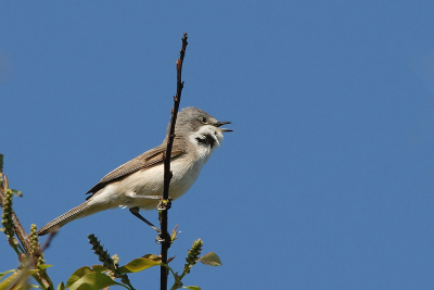 Een tijdje moeten wachten voordat dit vogeltje redelijk vrij kwam te zitten.