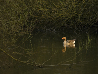 Terwijl andere ganzen een stelletje vormden bleef deze gans uren lang stilletjes eenzaam op deze plek zitten. Deze foto is genomen net voor zonsondergang. De lage zon zet deze gans letterlijk in het zonnetje.
AFS 300mm ISO 320 5.6 1/640 min 2 stops