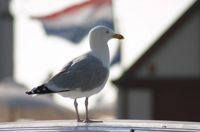 Tussen de visboer en de patatzaak zitten altijd wel wat meeuwen.