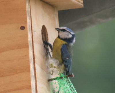 Eerste foto's in de tuin bij het uittesten van een 75-300 lens