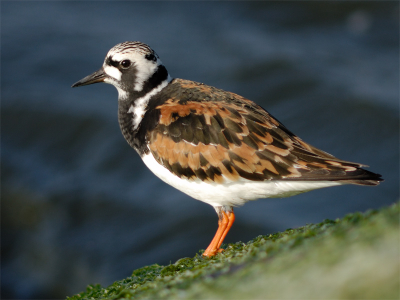 600mm mf, 1/400, F5,6, ISO-100, statief.

Vanochtend vroeg was het heerlijk rustig op de Z-pier. Deze fraaie steenloper zat van de rust en het ochtendzonnetje te genieten.