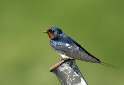 Het blijven mooi gekleurde vogeltjes.