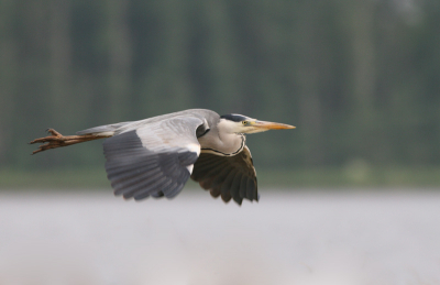Blijft moeilijk om een vogel in vlucht goed op de plaat te zetten...

Maar ben al best tevreden met dit resultaat!