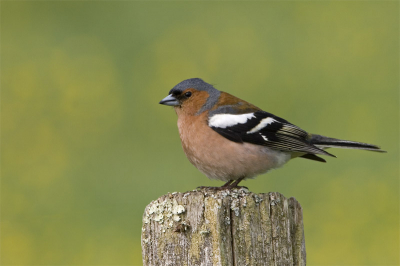 Statische foto van eenvoudige soort.
Weekje Brenne geweest,wat een mooi gebied,voor natuurfotografie erg slecht vanwege vele private terreintjes
