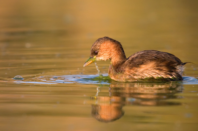 more images at http://www.pbase.com/danny_laredo/birds