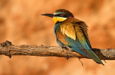 More images at http://www.pbase.com/danny_laredo/birds