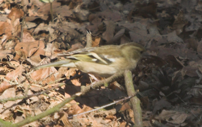 Iemand die weet welk vogeltje dit is?