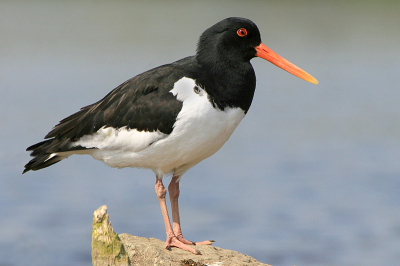 Een groepje scholeksters zaten mooi te poseren op wat stenen. Ik kreeg gelukkig de kans mijn boot na het uitschakelen van de motor rustig dichterbij te laten dobberen.