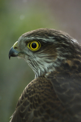 Sperwer in de kas 2
Rond het avondeten zat er plots een sperwer in de kas in de tuin. Vol verbazing de fotospullen gepakt en de kas voorzichtig benaderd. De sperwer bleef redelijk rustig terwijl ik ongeveer 1,5 meter van hem vandaan zat. Na ongeveer 10-15 minuten had hij de uitgang weer gevonden en was het bijkomen van deze geweldige ervaring.