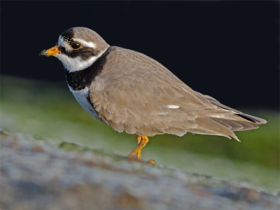 600mm mf, 1/400, F/8, ISO-160, statief.

Vorige week gemaakt en toch maar eens bewerkt. Helaas staan de poten er niet helemaal op omdat het basaltblok net iets te hoog was voor mijn opstelling. Toch vind ik dit zelf een geslaagde plaat door de onscherpe achtergrondvlakken. Ik heb hier meer bewerkt dan ik normaal gesproken doe: het zwarte vlak bevatte nogal wat 'ruis' die ik heb verwijderd. 
Met shadows/highlights kon ik het contrast van de vogel met de achtergrond aardig bijstellen, eigenlijk was hij te donker.