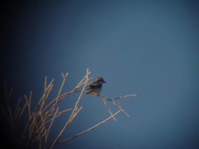 De vogel van de OVP, ook bij de Grote Praambult was er nog een aanwezig, mooie vogeltjes.
Misschien nog te bewerken?