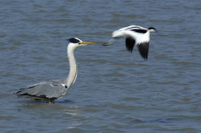 Deze blauwe reiger lande te dicht in de buurt van een groep kluten, die hem al snel weer verjoegen door rakelings over zijn hoofd te scheren