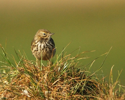 Op de grond liggend (tussen de koeievlaaien), wachtend op de tapuit, kwam ineens deze graspieper voor de lens. Nikon D50, Sigma 170-500 mm @ 500 mm