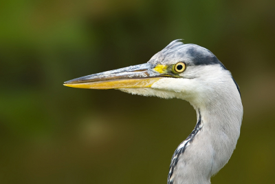Kwam nu een stukje dichterbij dan mijn vorige upload waardoor ik deze close-up kon maken.....