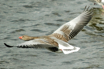 Bij deze broedplaats sta je vrij hoog op de IJsselmeerdijk, zo kun je het treffen een vliegende vogel van boven te kieken.