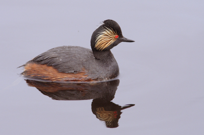 Canon 350D + 300 mm F4 + 1.4X extender

F 6,3  1/400 sec.  + 0,66 EV

Prachtig zo dicht als deze vogels je soms benaderen. Deze foto is op een afstand van ongeveer 5 meter gemaakt