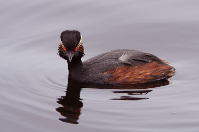 Canon 350D + 300 mm F4 + 1.4X extender

F 6,3  1/200 sec. +0,33 EV

Heb ik contact?