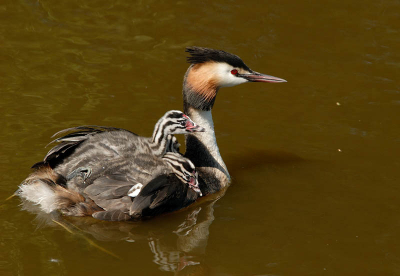 Eigenlijk een te hoog standpunt. Alleen nu wel goed te zien hoe deze vogels hun vleugels gebruiken om hun jongen aan boord te houden, drie van de vier jongen zijn zichtbaar