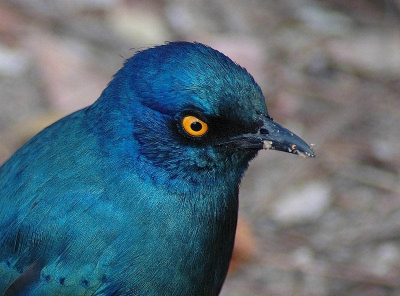Deze glansspreeuw verschijnt in de wintermaanden vrij talrijk in het zuiden van het Krugerpark.