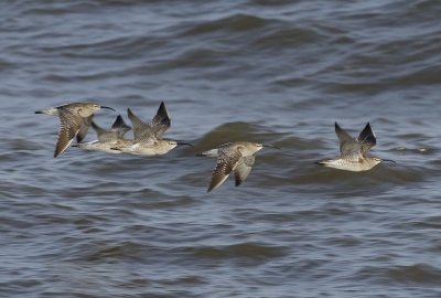 Dit jaar eindelijk weer eens een voorjaar met goede trek van steltlopers, al duurde deze periode voor de liefhebbers veel te kort.....
Doortrekkende Regenwulpen langs het Zuiderhavenhoofd van Scheveningen.