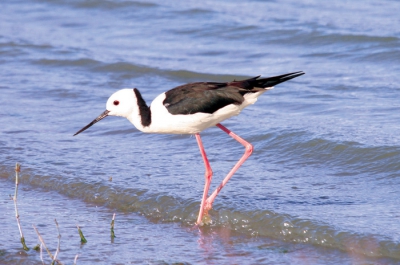 Resident and common Australian wader. With long fine legs this is a pretty and graceful bird. Widespread on coastal or inland waterways, lagoons, swamps, estuaries and saltlakes